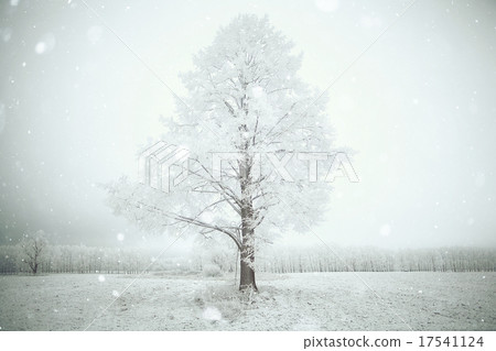 lonely tree in a field frosted frosty winter landscape lonely tree in a field frosted frosty winter landscape 17541124