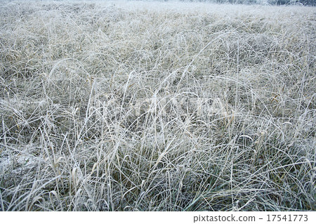 frozen grass and ground frost in winter 17541773