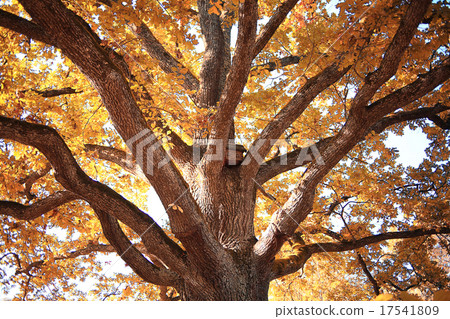golden autumn landscape Indian summer 17541809