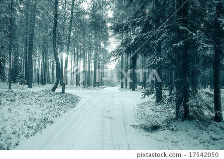 winter forest landscape monochrome winter forest landscape monochrome 17542050