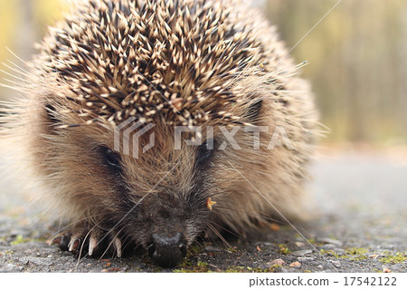 hedgehog close-up portrait hedgehog close-up portrait 17542122