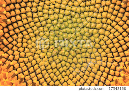 flower of sunflower flower of sunflower 17542168