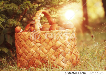 Basket with mushrooms autumn forest sun rays Basket with mushrooms autumn forest sun rays 17542178