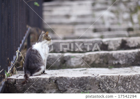 domestic cat domestic cat 17542294