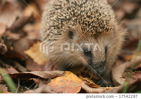 hedgehog autumn leaves forest hedgehog autumn leaves forest 17542297