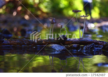 small mushrooms toadstools macro poisonous small mushrooms toadstools macro poisonous 17542487