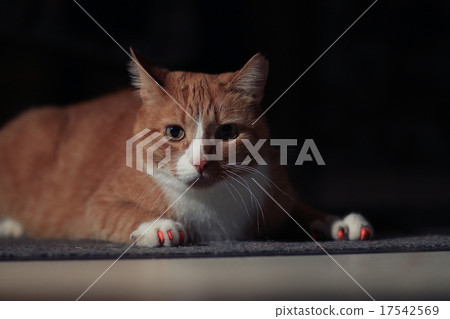 red cat on a black background 17542569
