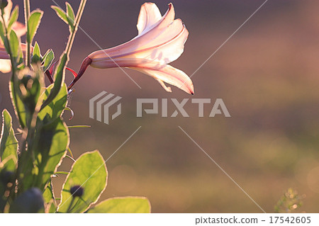 background with spring flowers, the concept of love, bouquet background with spring flowers, the concept of love, bouquet 17542605