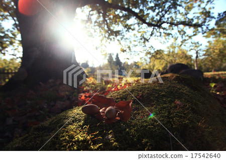 golden autumn landscape Indian summer 17542640