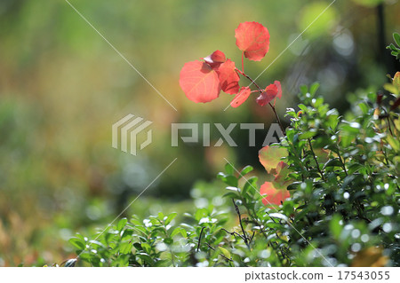 background with yellow leaves 17543055