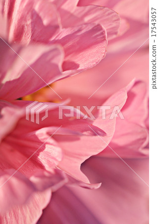 pink flower petals macro 17543057