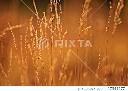 summer sunset glow grass field background summer sunset glow grass field background 17543277