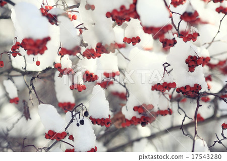 red berries under snow, snow, background, mountain ash, hawthorn red berries under snow, snow, background, mountain ash, hawthorn 17543280