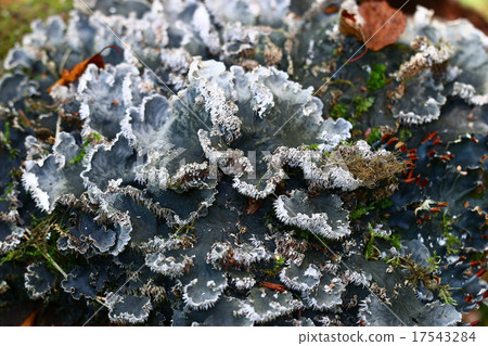 texture moss gray mold texture moss gray mold 17543284