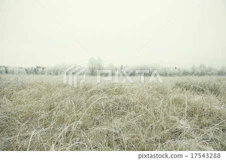 frozen grass and ground frost in winter frozen grass and ground frost in winter 17543288