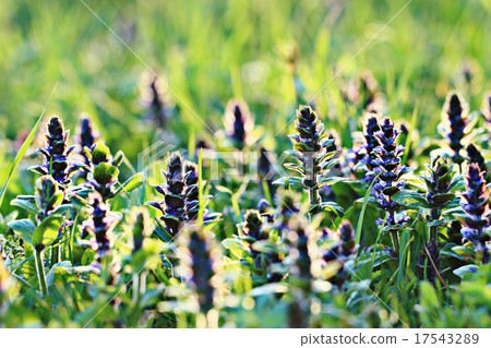 background with spring flowers, the concept of love, bouquet background with spring flowers, the concept of love, bouquet 17543289