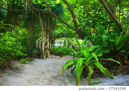 Asia Thailand jungle landscape Asia Thailand jungle landscape 17543290