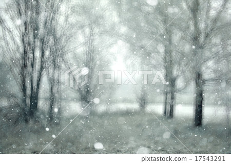 blurred background snowy forest nature park blurred background snowy forest nature park 17543291
