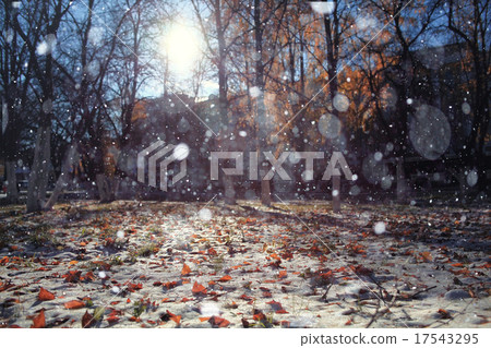 landscape park autumn trees snow forest landscape park autumn trees snow forest 17543295