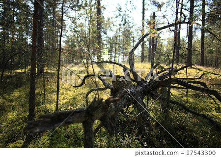 summer landscape in the forest summer landscape in the forest 17543300