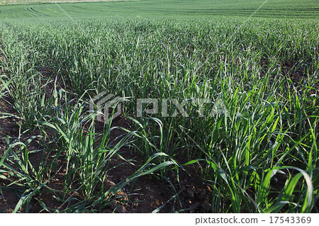 green grass with dew summer background green grass with dew summer background 17543369