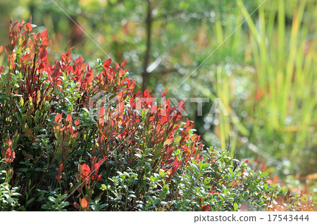 autumn leaves background leafless 17543444