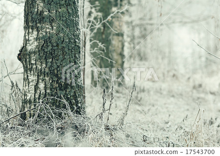 white wood covered with frost frosty landscape 17543700