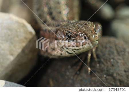 brown lizard on a rock close brown lizard on a rock close 17543701