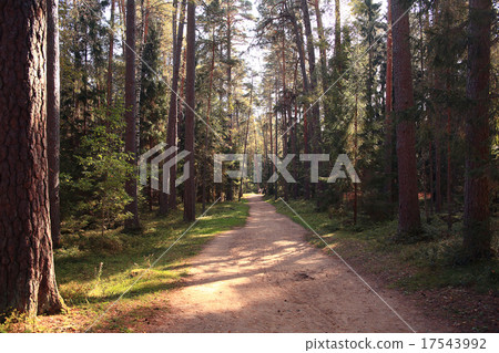 golden autumn landscape Indian summer 17543992