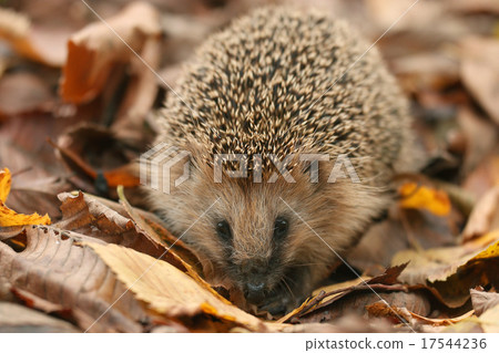 hedgehog autumn leaves forest hedgehog autumn leaves forest 17544236