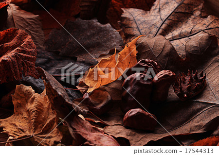 texture fallen leaves autumn macro texture fallen leaves autumn macro 17544313