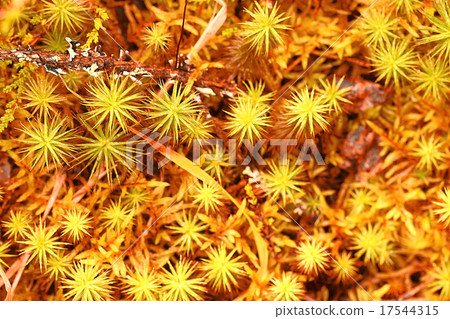 background yellow autumn forest moss background yellow autumn forest moss 17544315