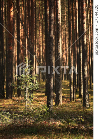 summer landscape in the forest summer landscape in the forest 17544320