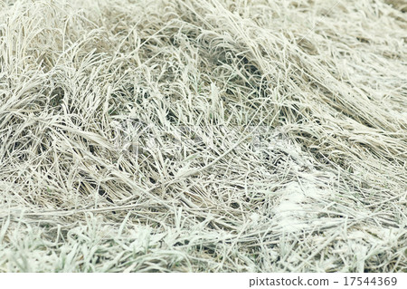frozen grass and ground frost in winter frozen grass and ground frost in winter 17544369