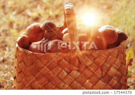 Basket with mushrooms autumn forest sun rays Basket with mushrooms autumn forest sun rays 17544370