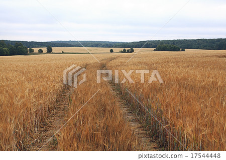 road by a wheat field landscape road by a wheat field landscape 17544448