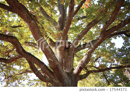 golden autumn landscape Indian summer 17544571