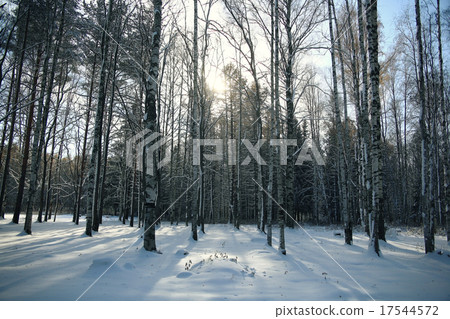 landscape winter snow forest 17544572
