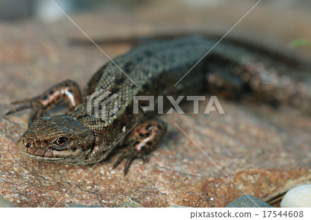 brown lizard on a rock close brown lizard on a rock close 17544608