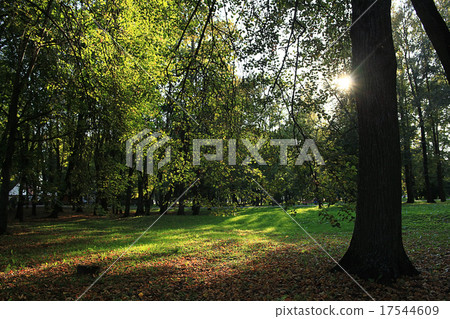 summer landscape in the forest summer landscape in the forest 17544609