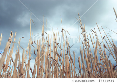 Autumn dry grass background texture 17544635