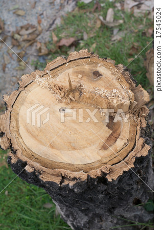 Rest of chopped down tree Rest of chopped down tree 17545024