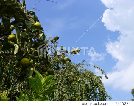 Late summer blue sky and blue persimmon Late summer blue sky and blue persimmon 17545274
