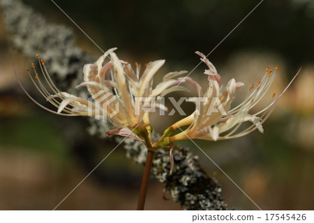 Cluster amaryllis Cluster amaryllis 17545426