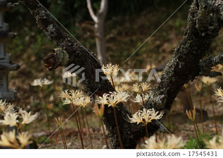 Cluster amaryllis Cluster amaryllis 17545431