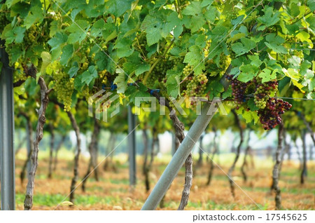 Winery morning Winery morning 17545625