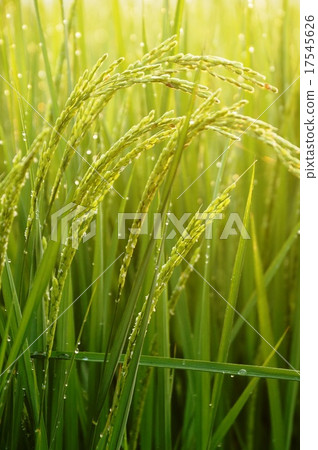 Young ear rice 17545626