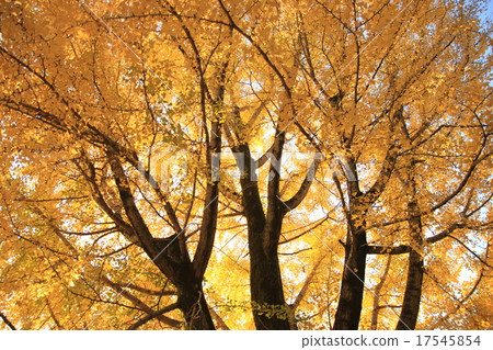 autumn autumn 17545854