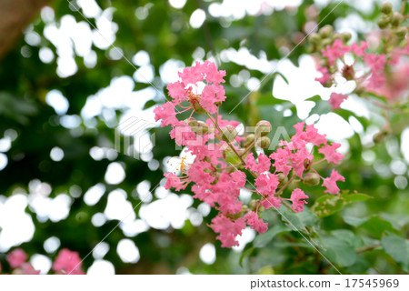 Hymenaceae flower 17545969