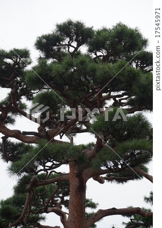Pine 17545971
